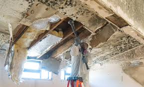 Best Commercial Mold Inspection  in South Sumter, SC